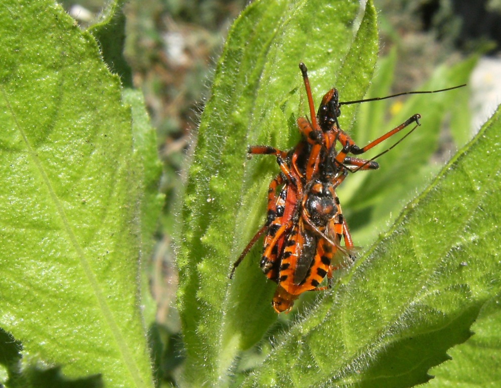 Rhynocoris come i gatti?
